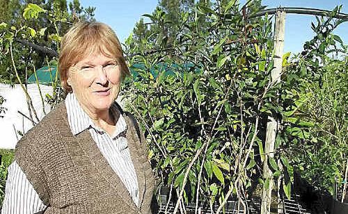 Ann Daley, Friend of the Gympie Regional Libraries, selects trees to distribute for National Tree Day. Ann Daley, Friend of the Gympie Regional Libraries, selects trees to distribute for National Tree Day.